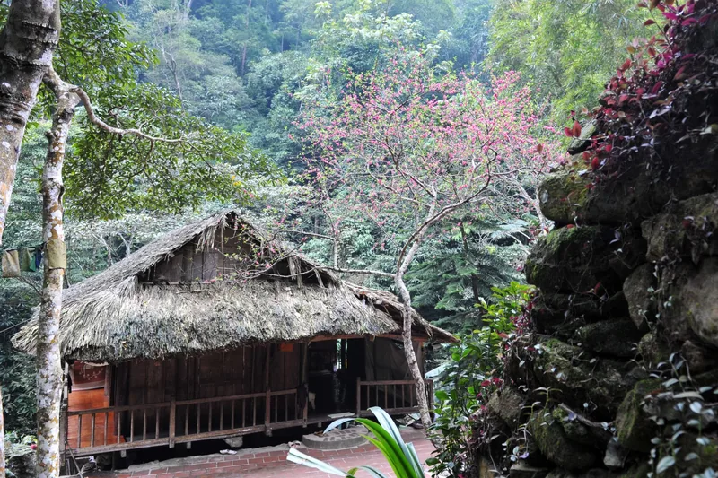 Ngôi nhà sàn mái lá bên cây hoa hồng nở giữa rừng cây và tường đá gần Tam Đảo.