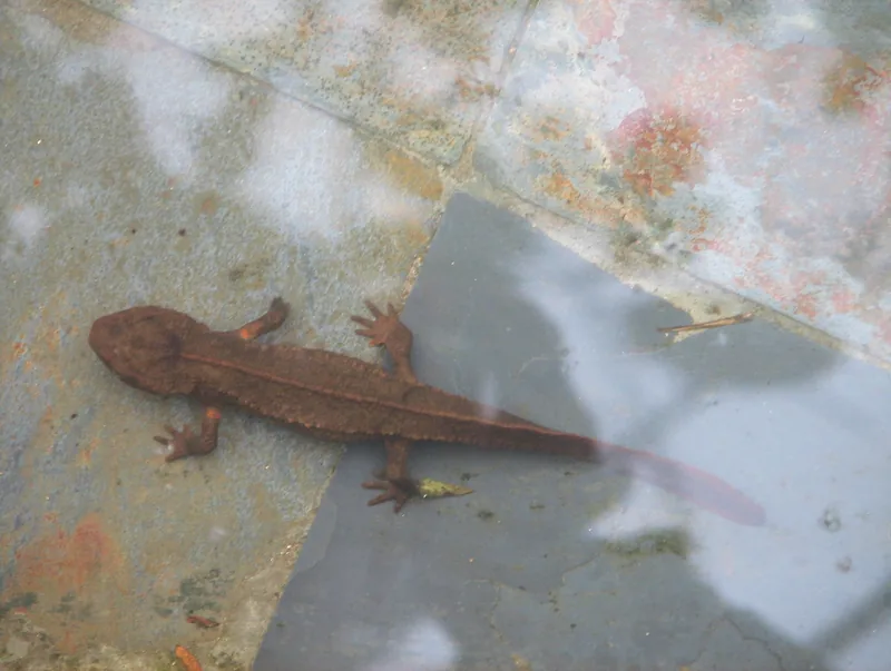 Một con cá cóc sần da (Paramesotriton deloustali) nằm trên nền đá lát tại Tam Đảo, Việt Nam.